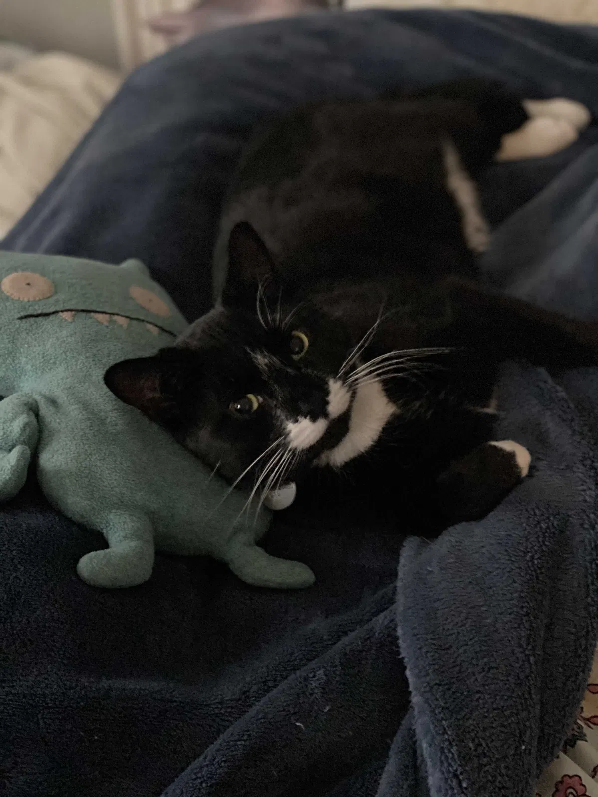 Lost cat in Somerville, MA, 2144