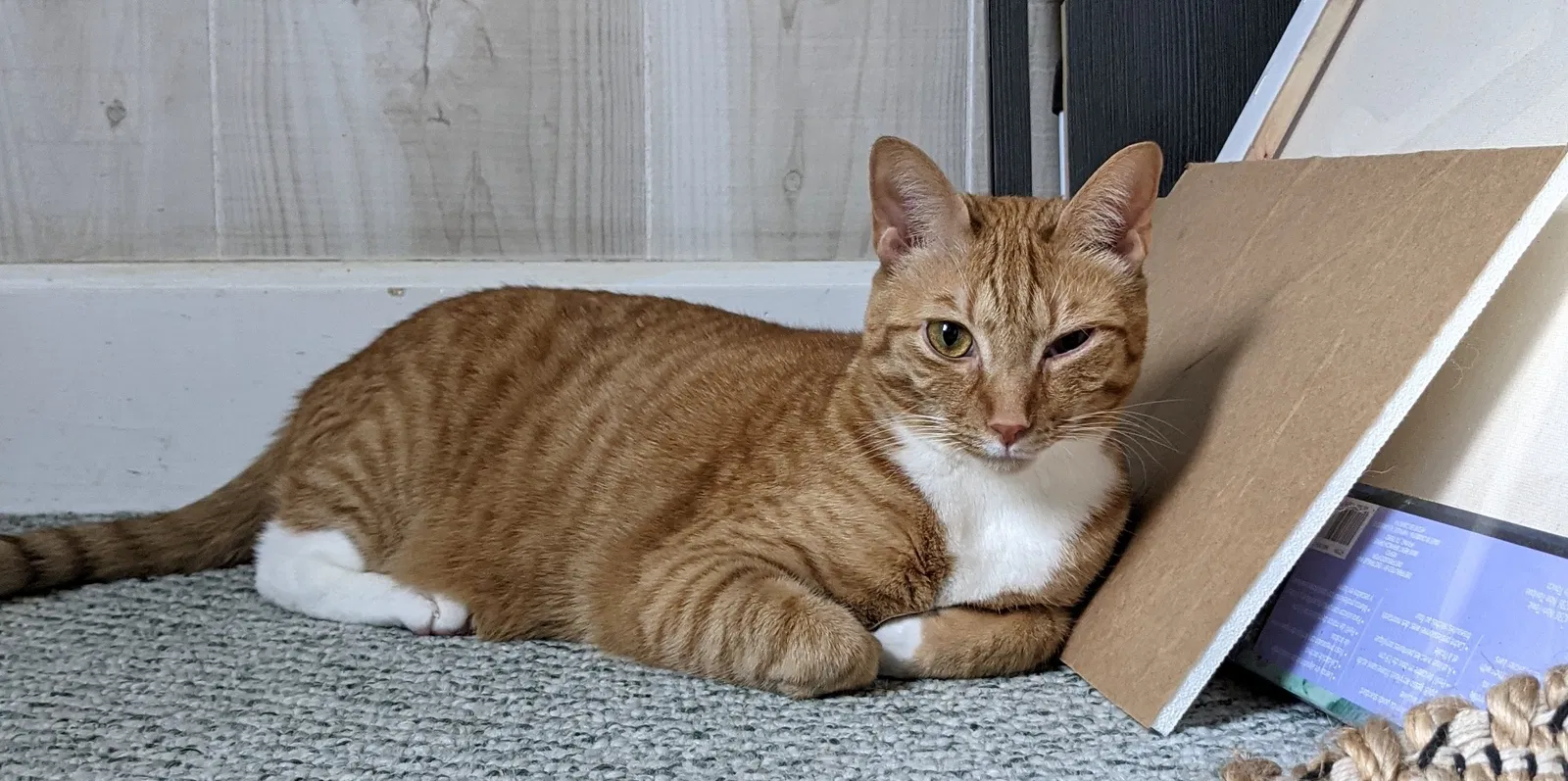 Lost cat in Charlotte, NC, 28273