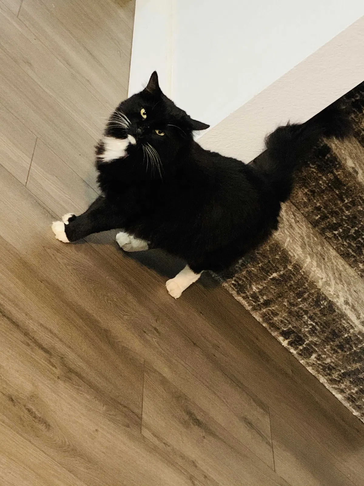 Lost cat in Roanoke, TX, 76262