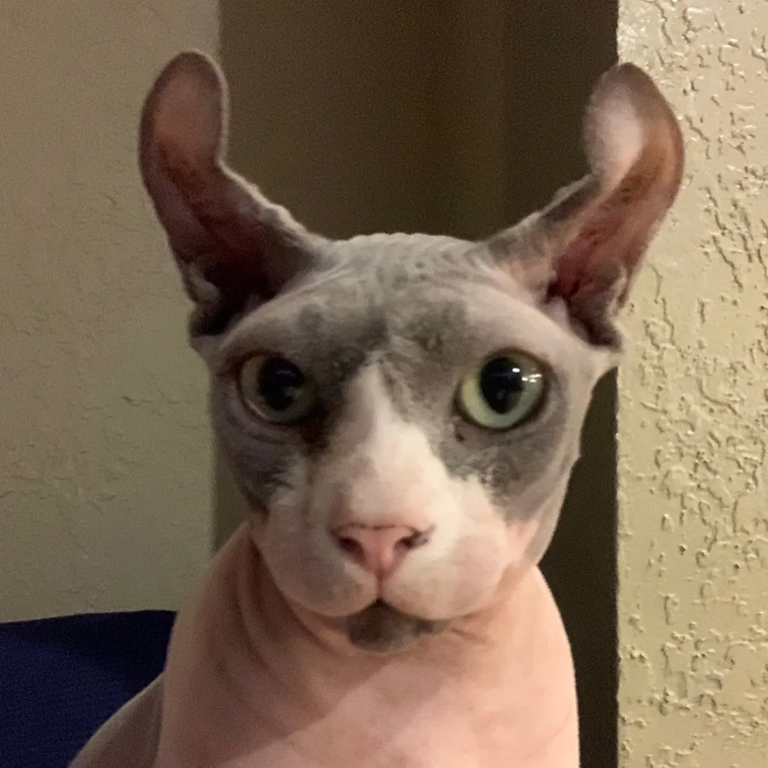 Lost cat in Dripping Springs, TX, 78620