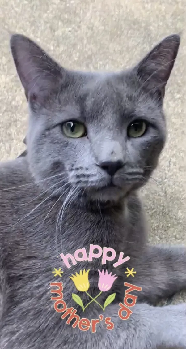 Lost cat in Falls Church, VA, 22042