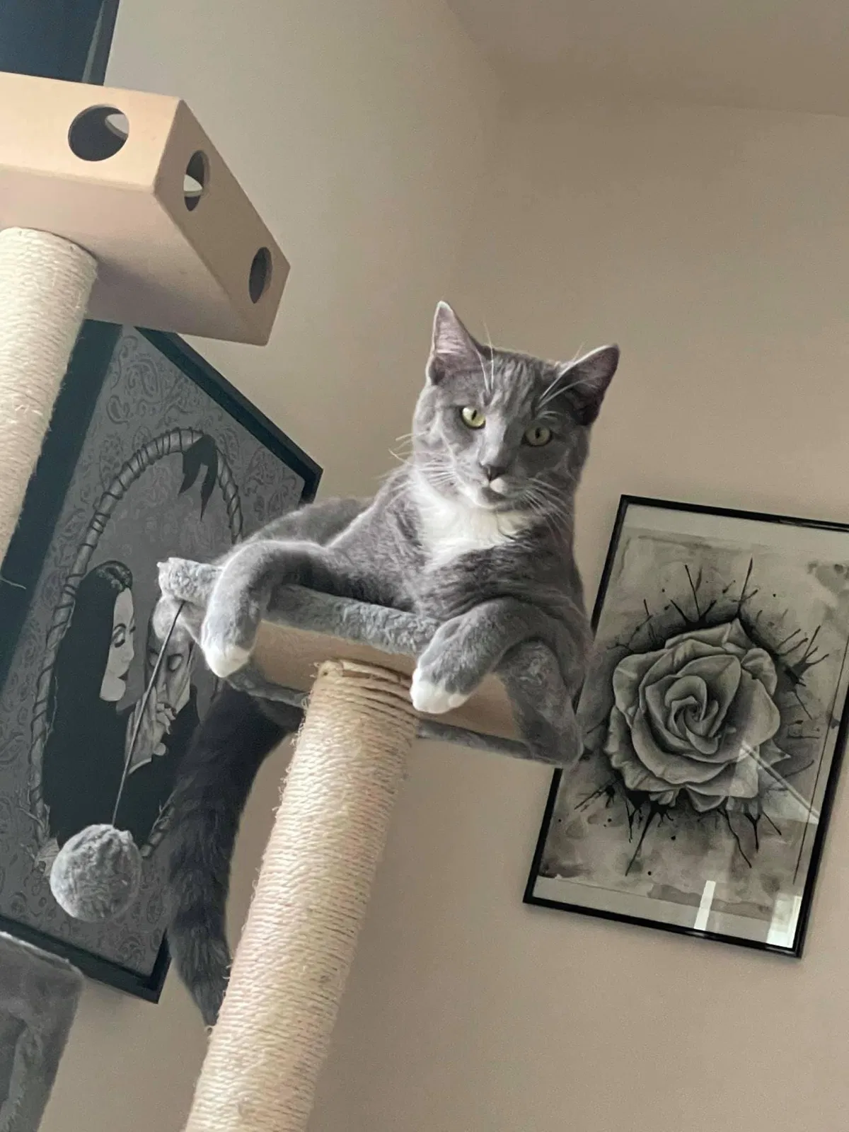 Lost cat in Sykesville, MD, 21784