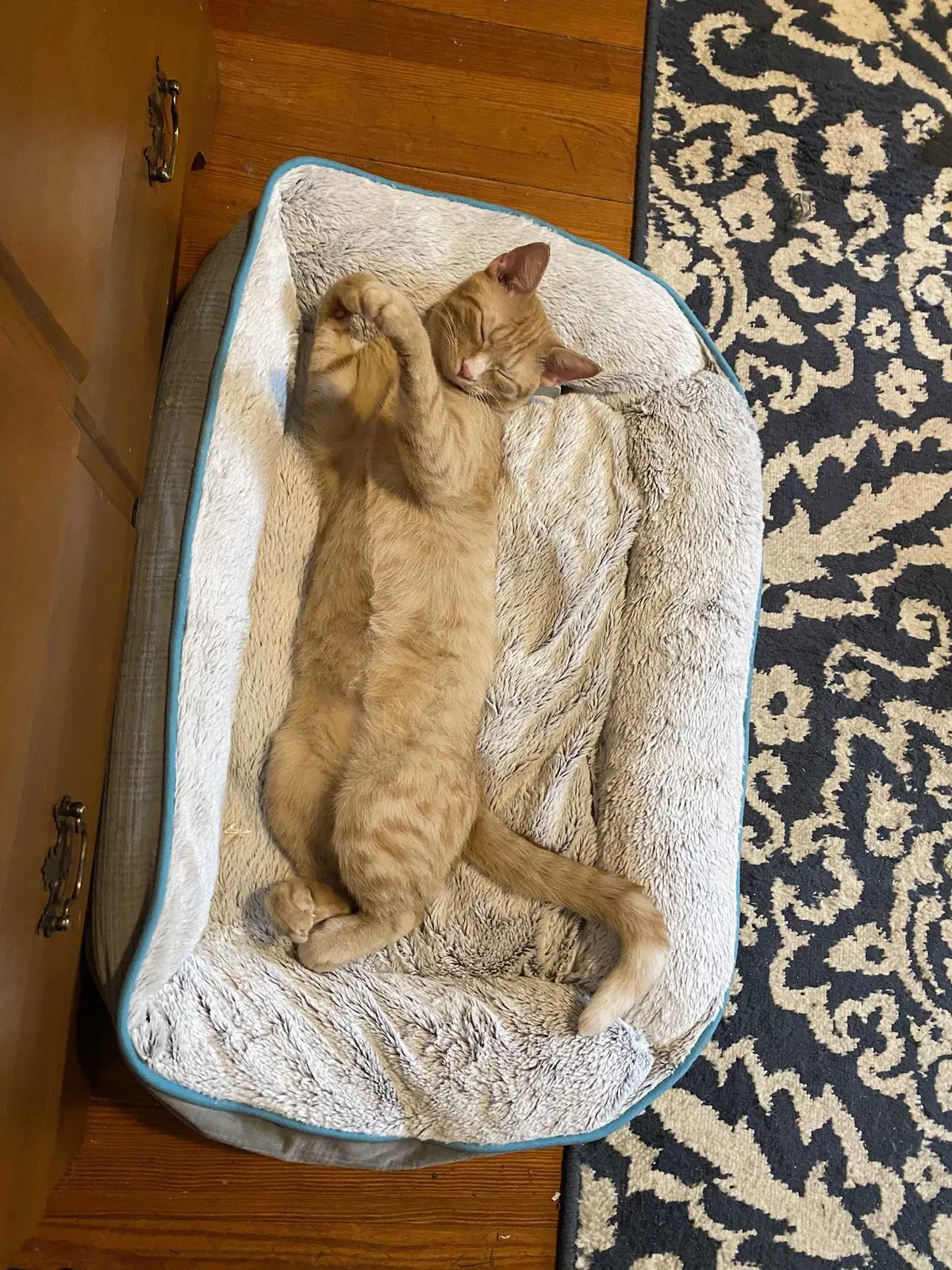 Lost cat in Whitinsville, MA, 1588