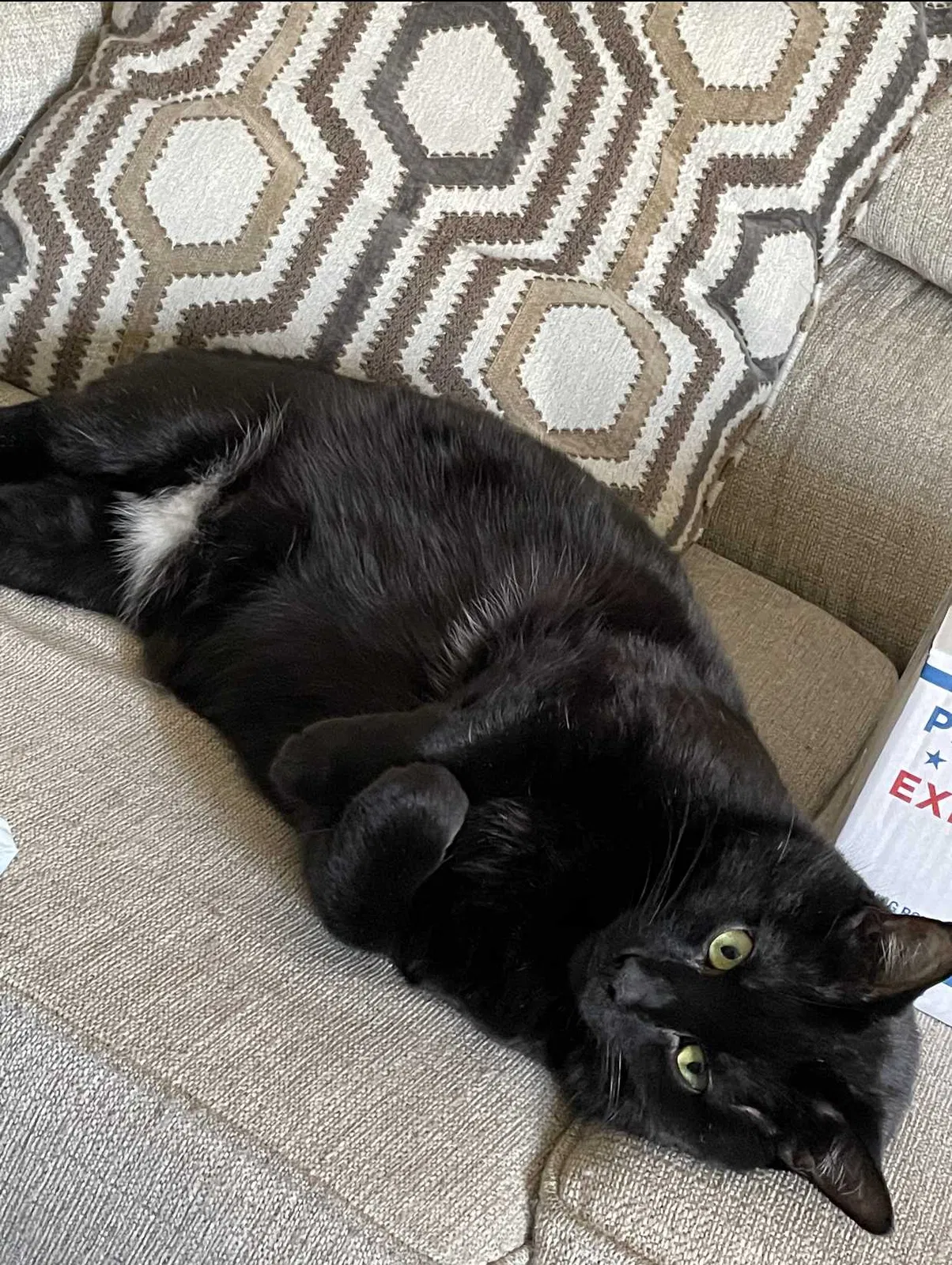 Lost cat in Hoffman Estates, IL, 60169