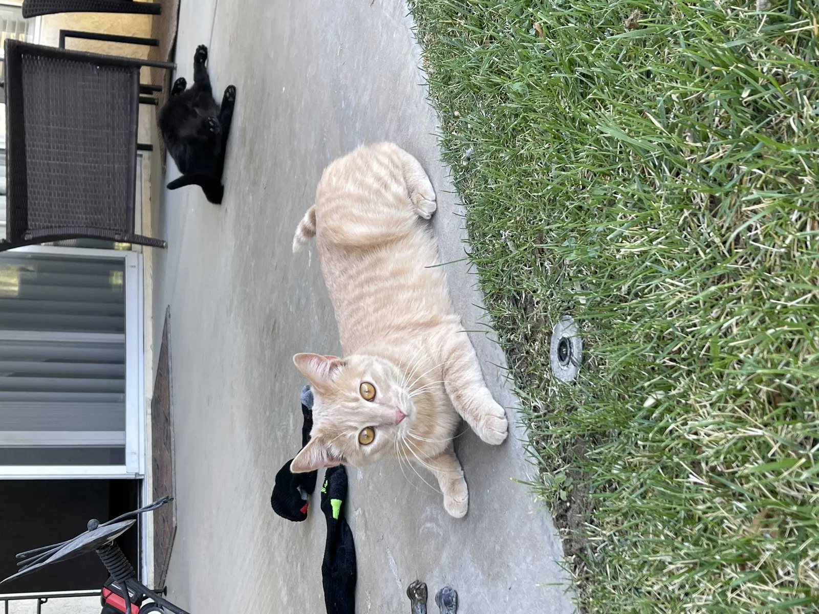 Lost cat in Helendale, CA, 92342