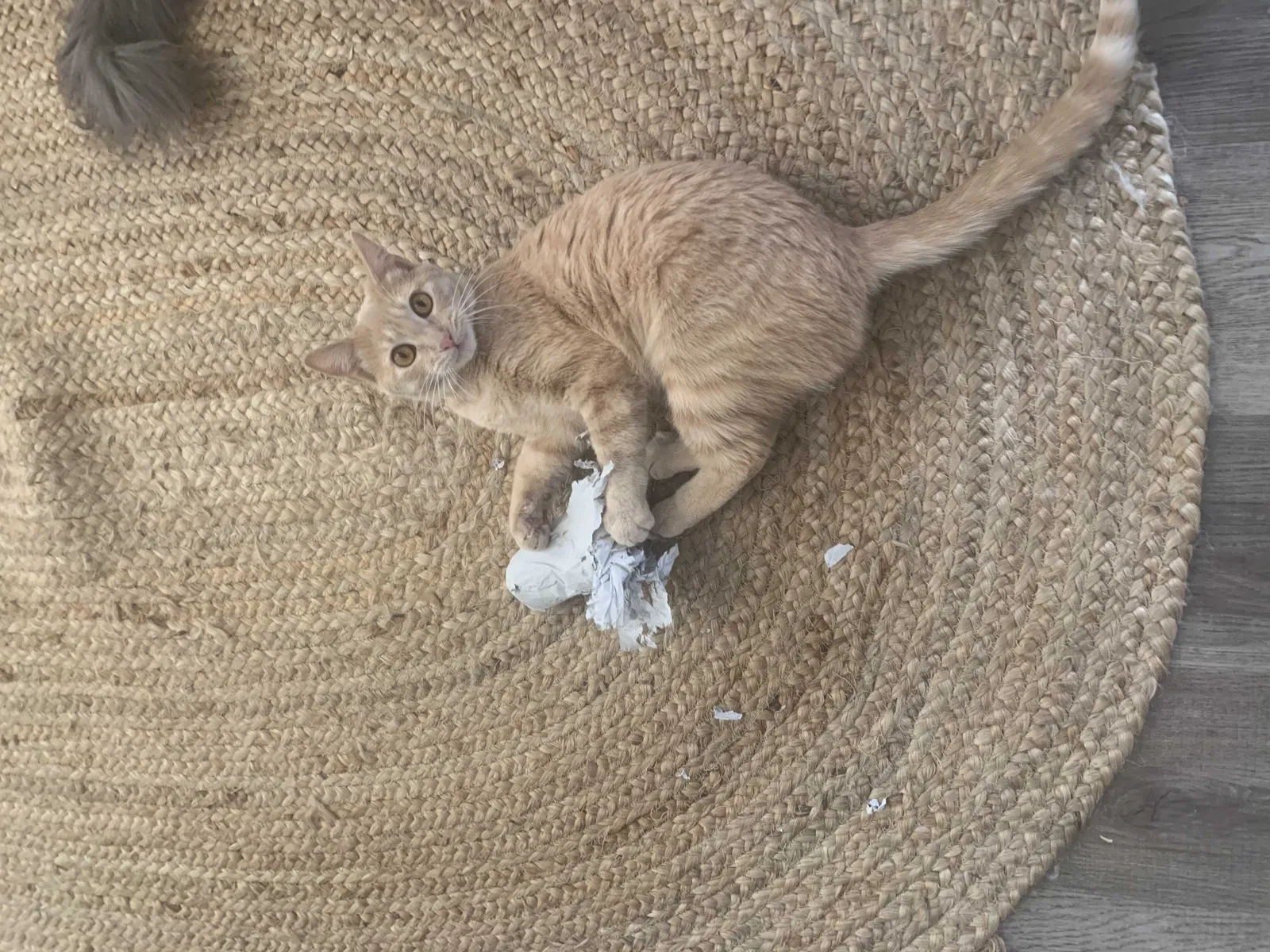 Lost cat in Helendale, CA, 92342