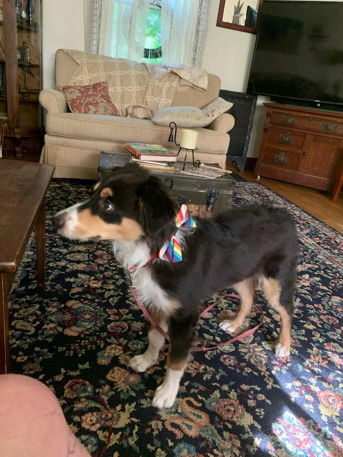 Lost dog in Reynoldsburg, OH, 43068