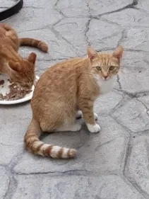 Lost cat in Honeoye Falls, NY, 14472