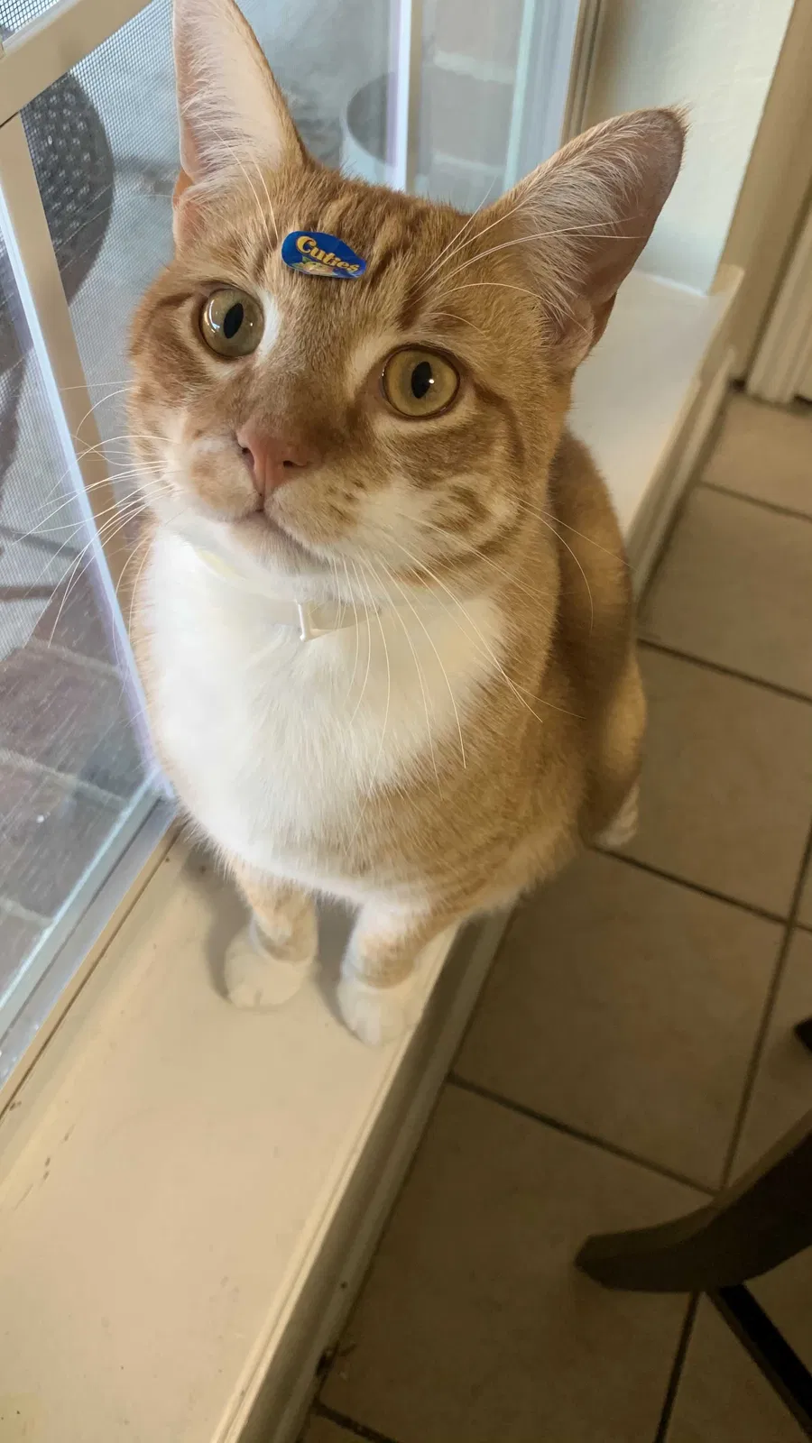 Lost cat in Dallas, TX, 75241