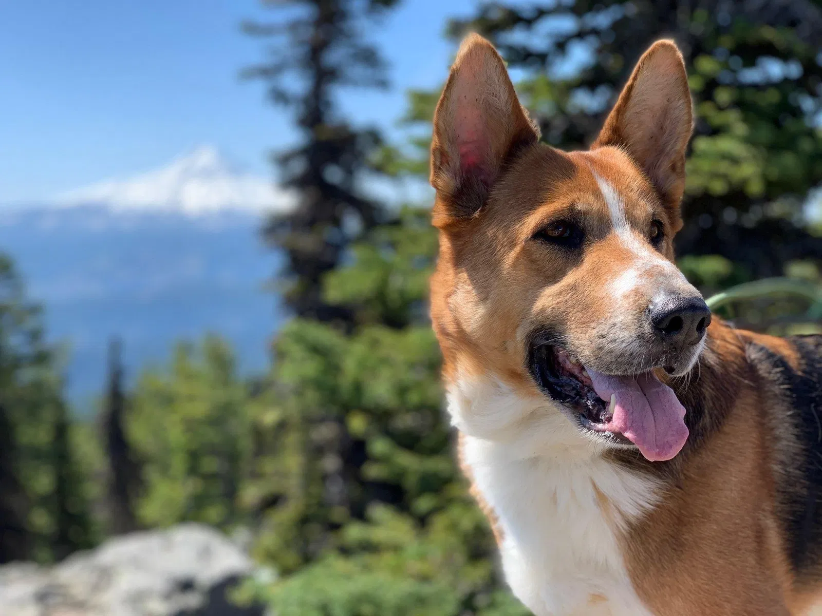Lost dog in Saint Paul, OR, 97137