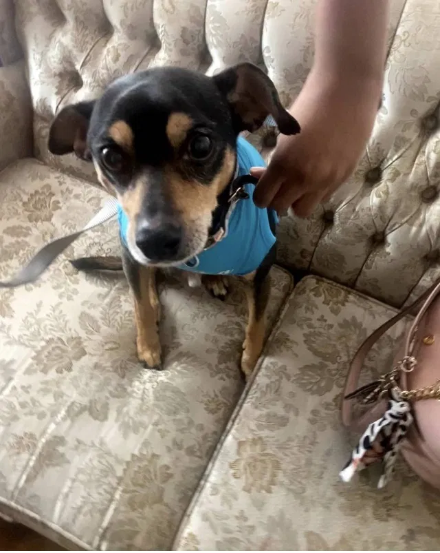Lost dog in Cleveland, OH, 44118