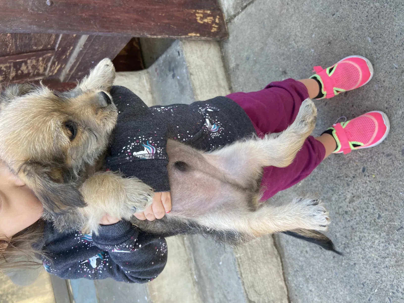 Lost dog in Sacramento, CA, 95820