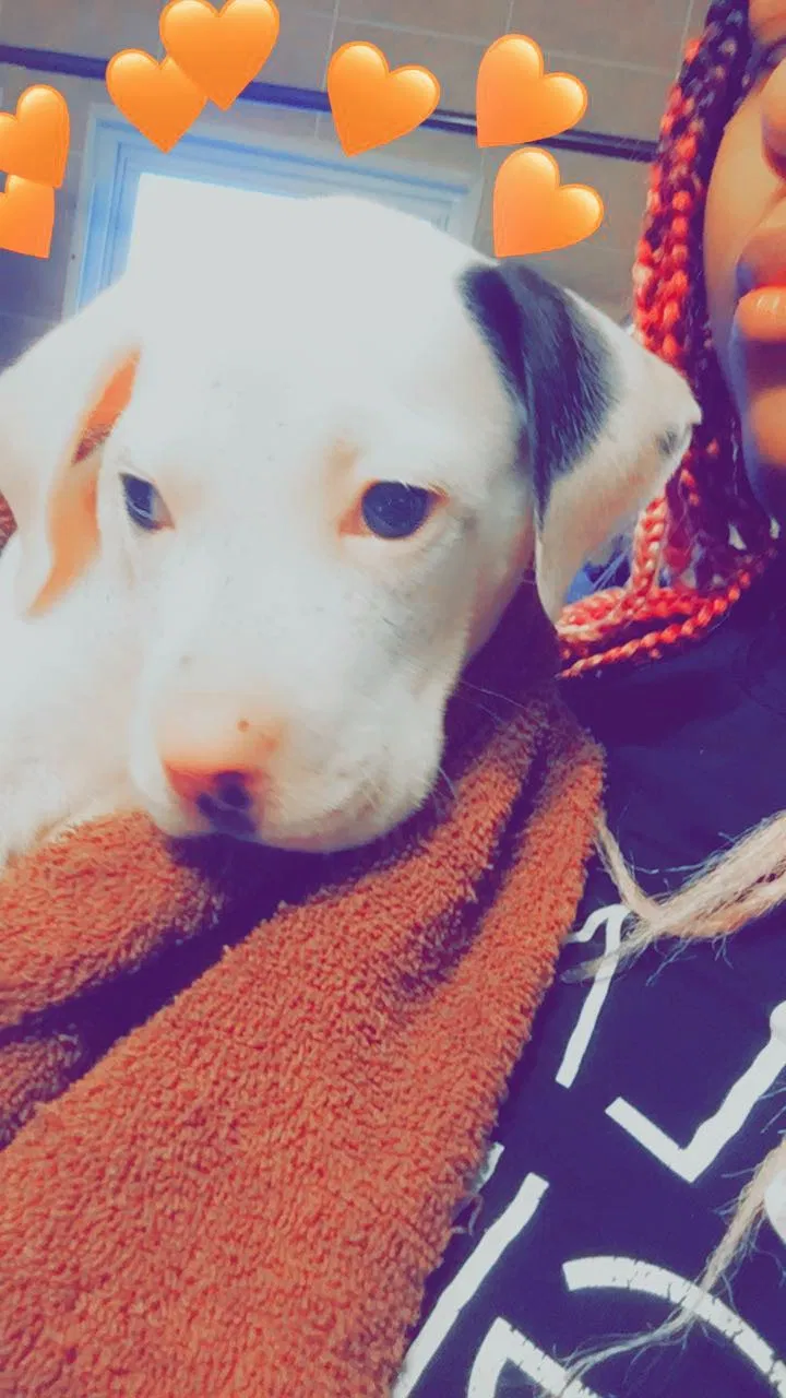 Lost dog in Dayton, OH, 45405