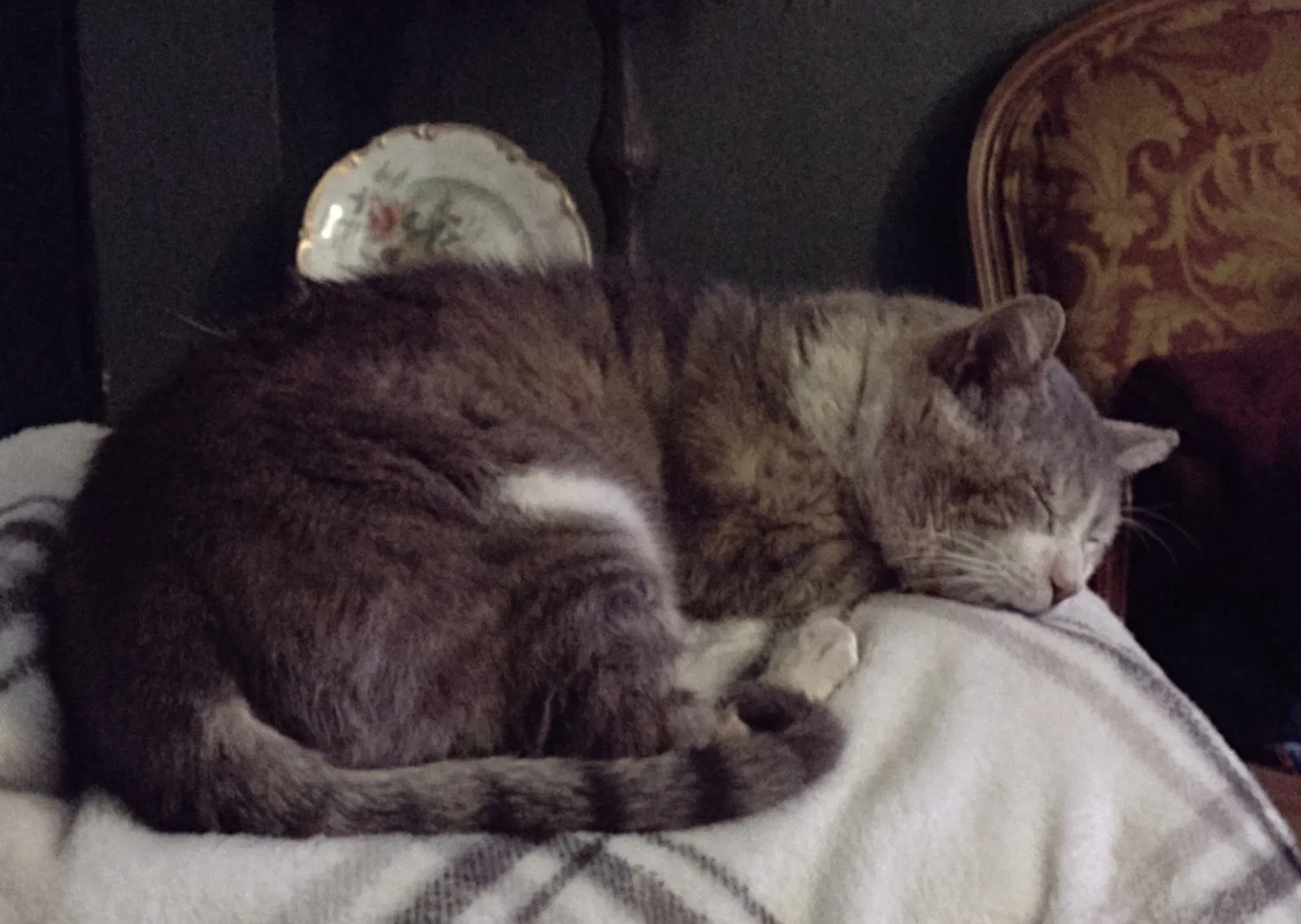 Lost cat in Anaheim, CA, 92801
