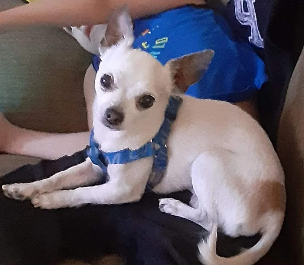 Lost dog in Glendale, AZ, 85303