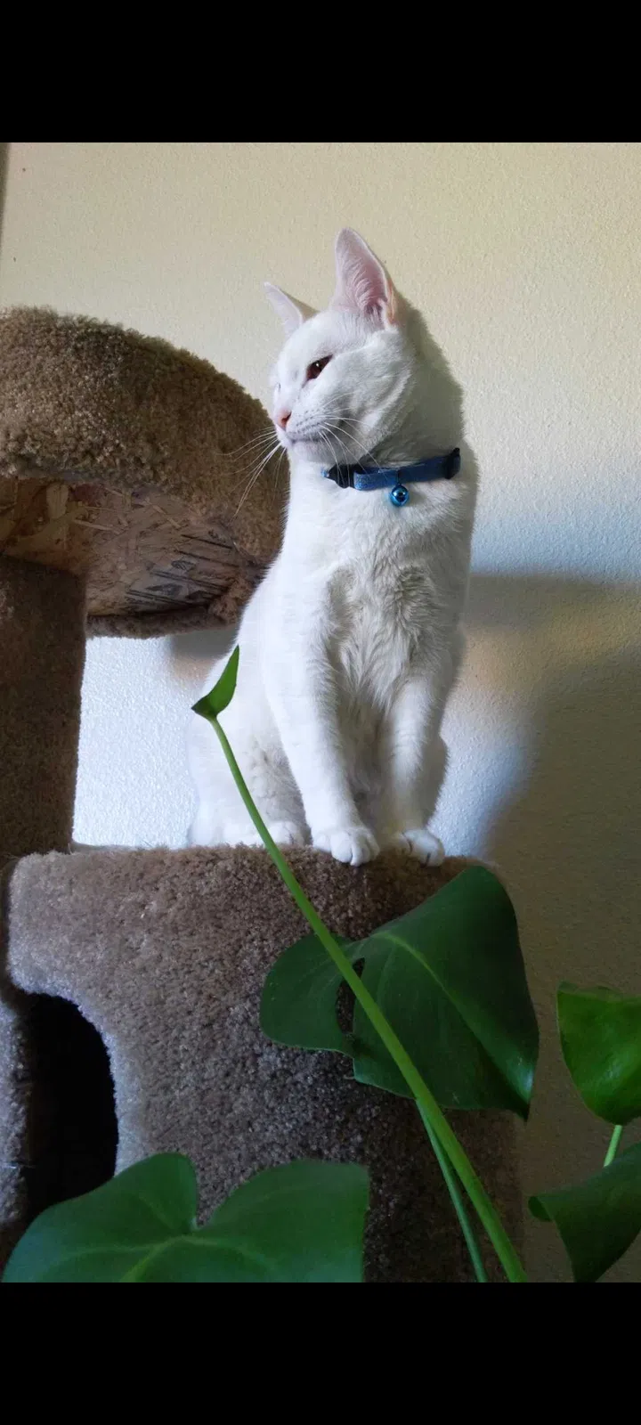 Lost cat in Lakewood, WA, 98498