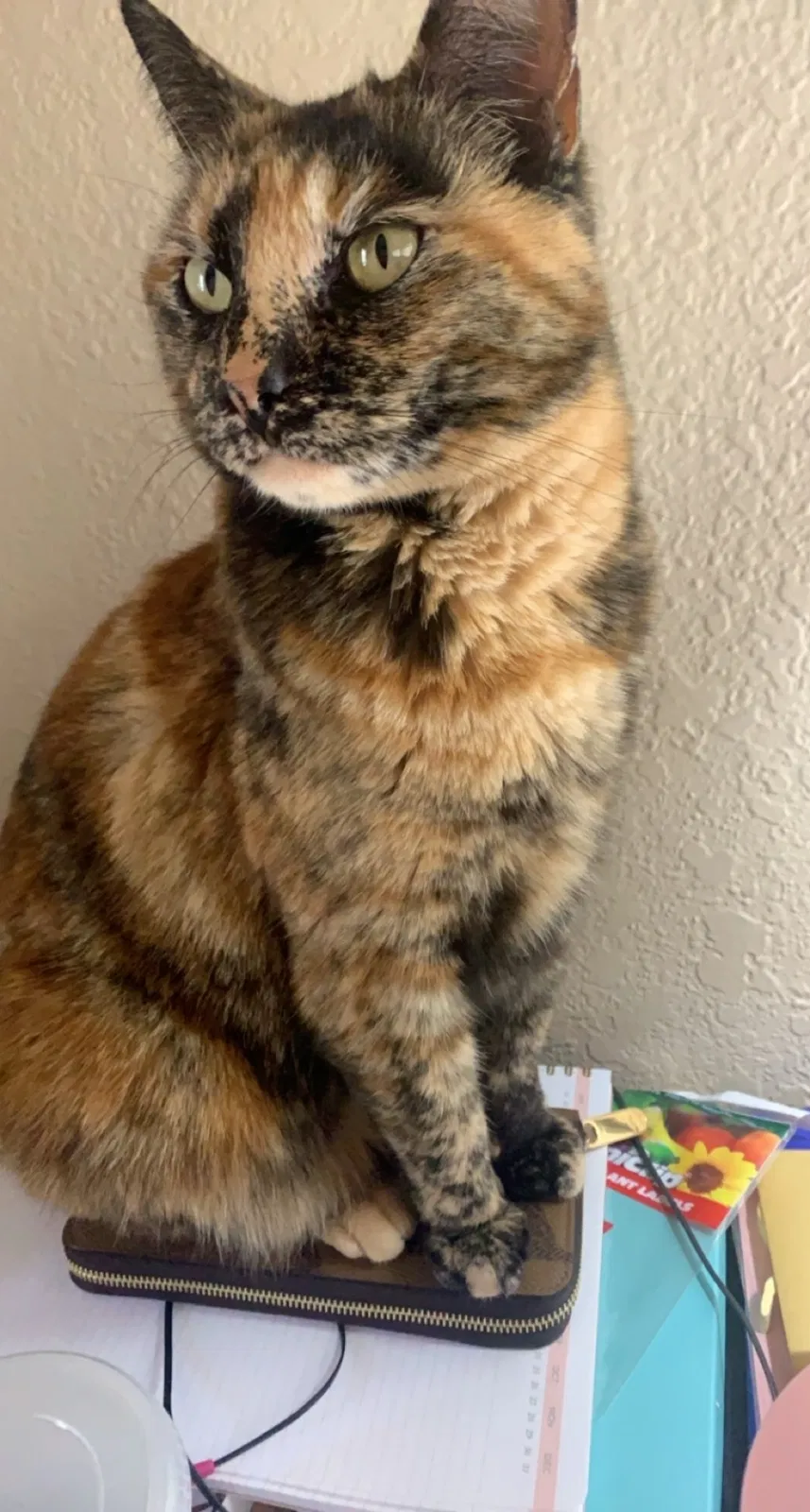Lost cat in Seattle, WA, 98166