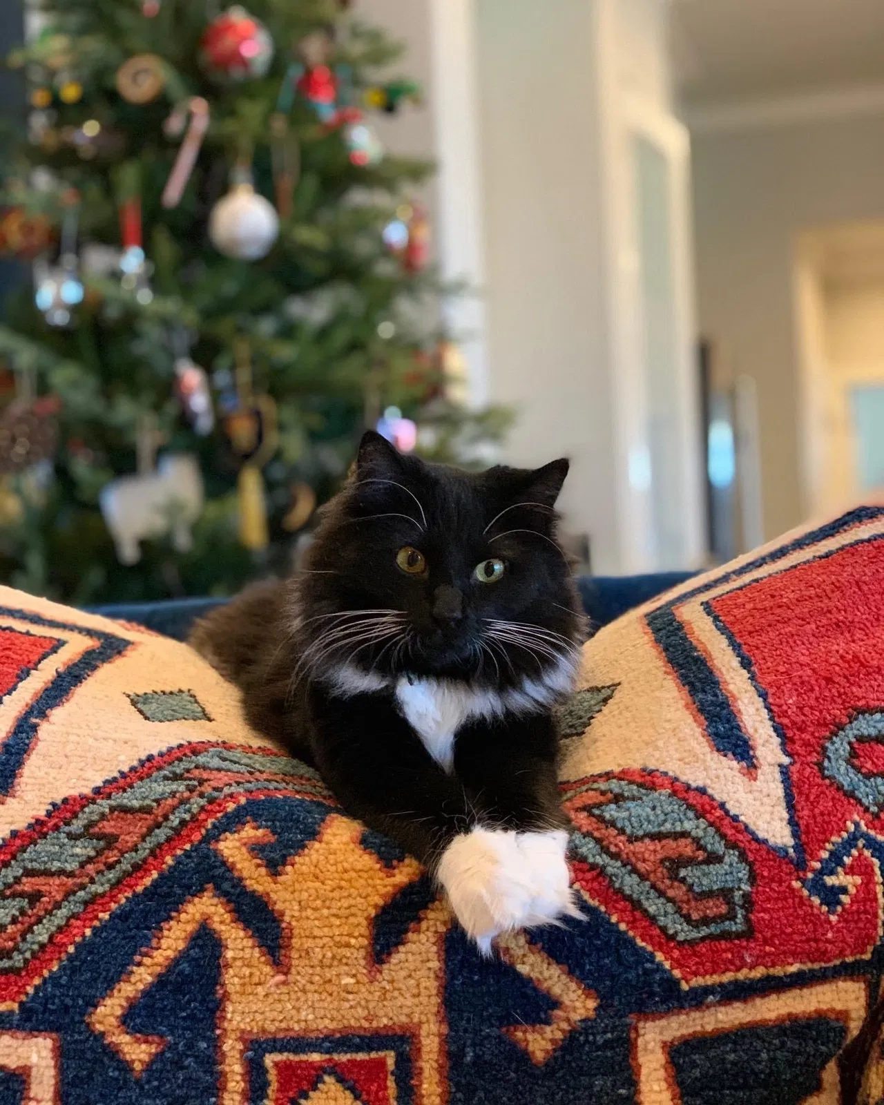 Lost cat in Amarillo, TX, 79119