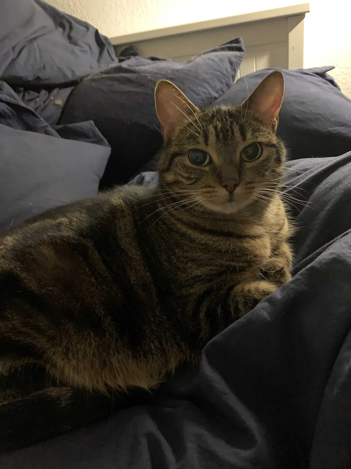 Lost cat in Austin, TX, 78723