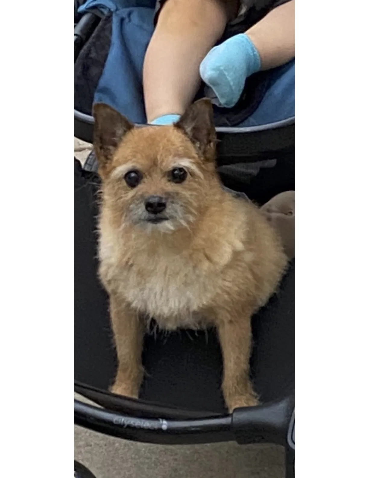 Lost dog in Fort Collins, CO, 80526