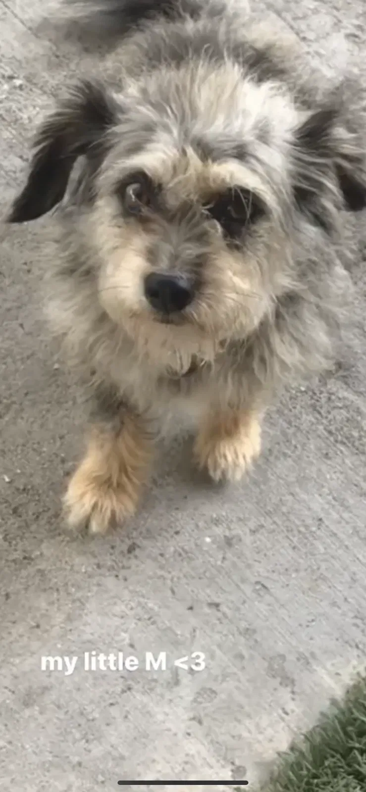 Lost dog in Immokalee, FL, 34142