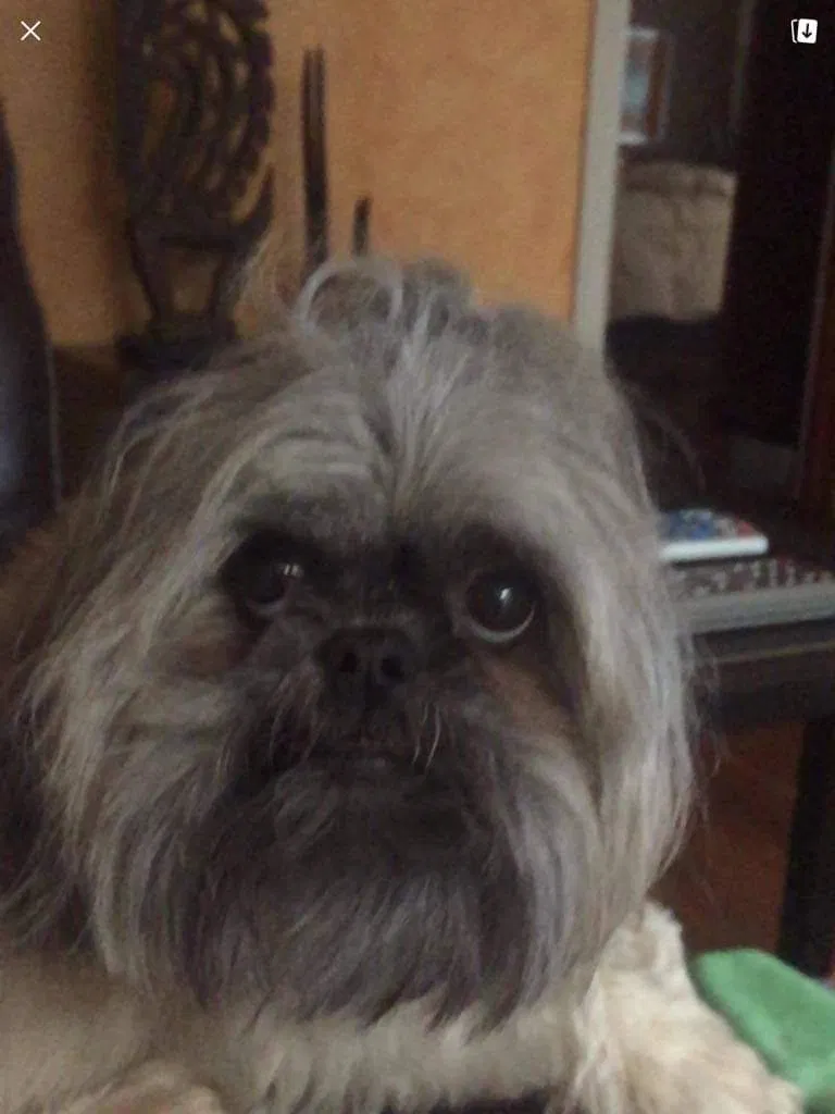 Lost dog in Saginaw, MI, 48601