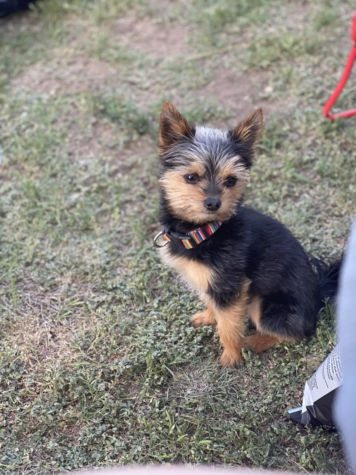 Lost dog in Ballinger, TX, 76821