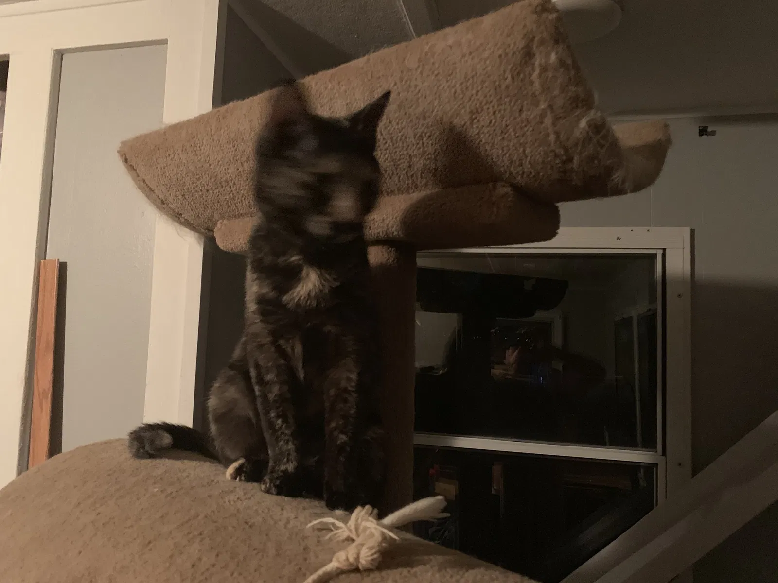 Lost cat in Madison, WI, 53704