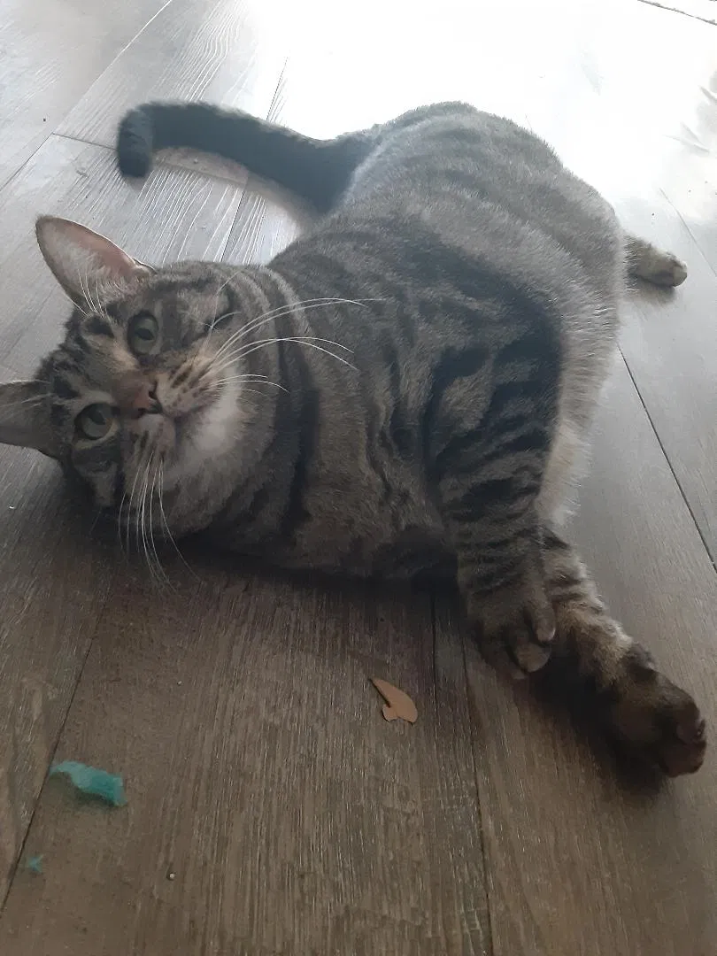 Lost cat in Hempstead, TX, 77445