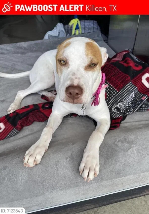 Lost dog in Killeen, TX, 76549