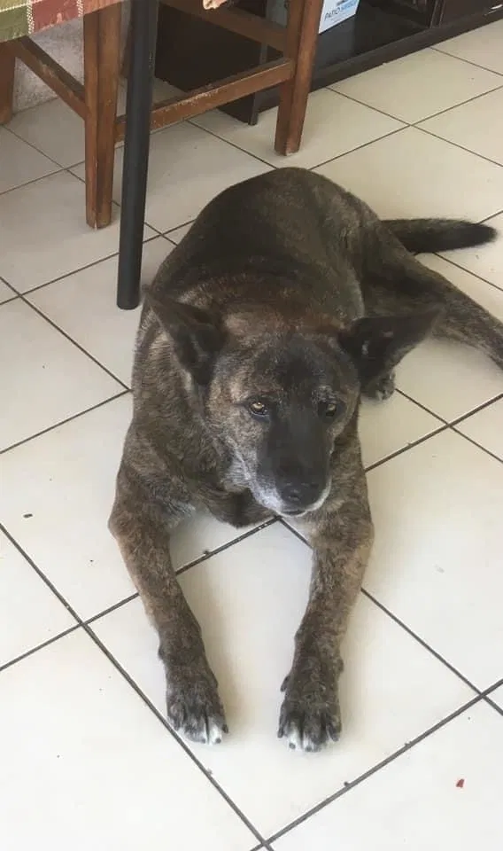 Lost dog in Los Angeles, CA, 90023