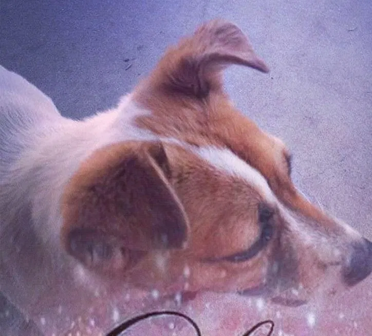 Lost dog in Phoenix, AZ, 85042