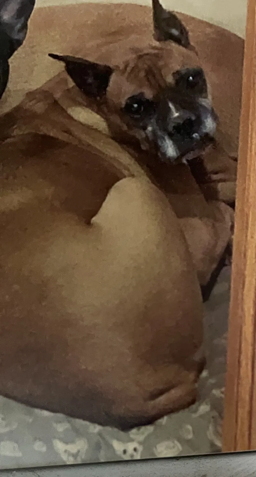 Lost dog in Ontario, CA, 91762