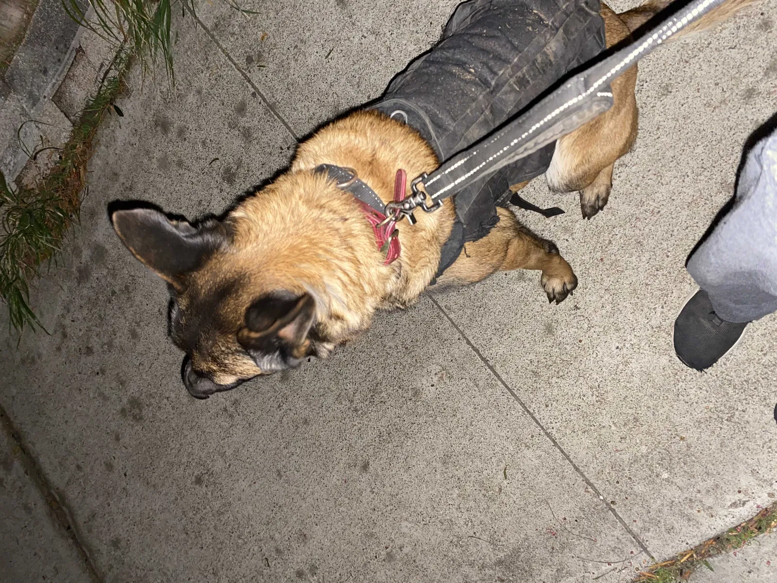 Lost dog in National City, CA, 91950