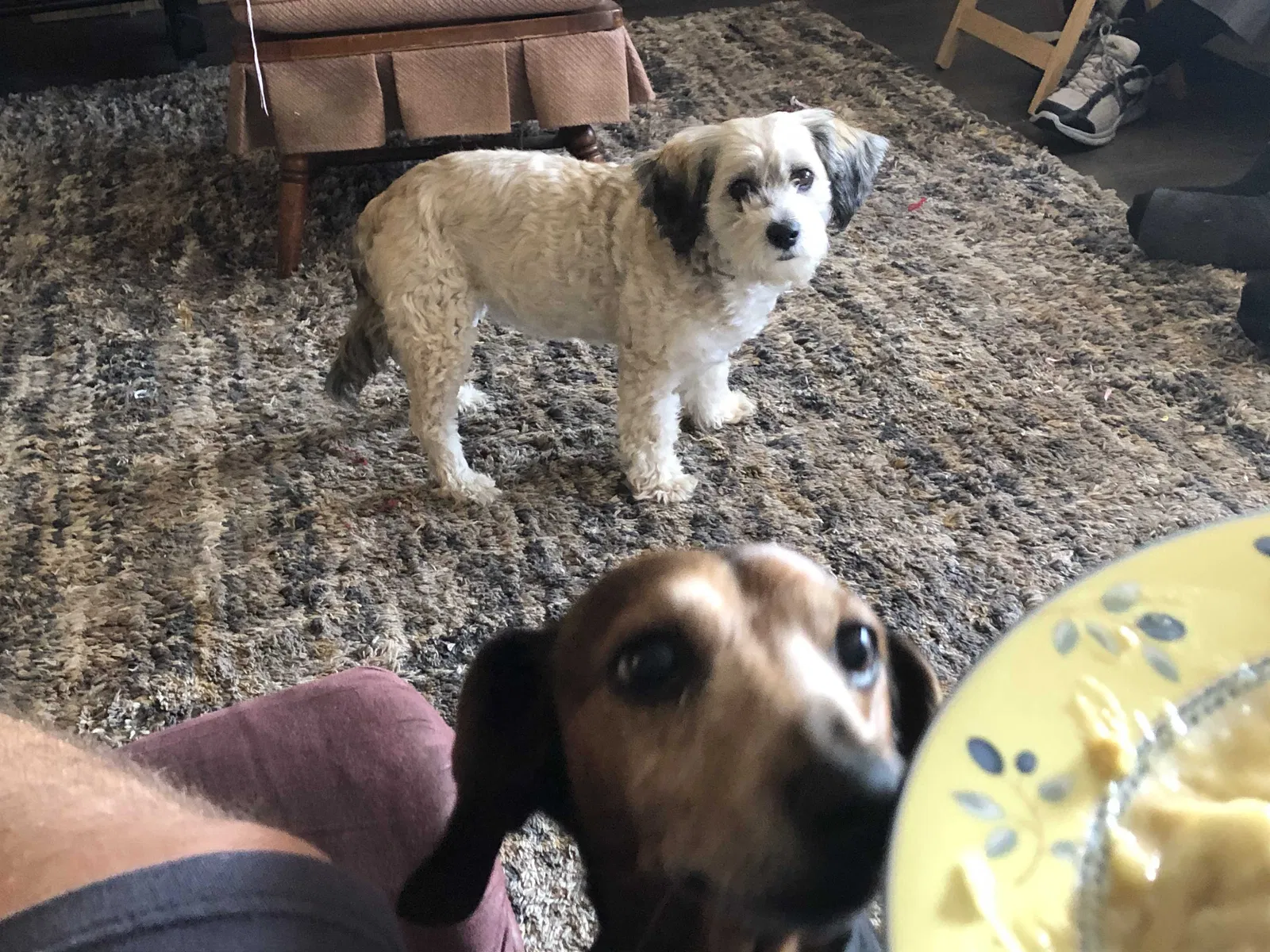 Lost dog in Temple, TX, 76502