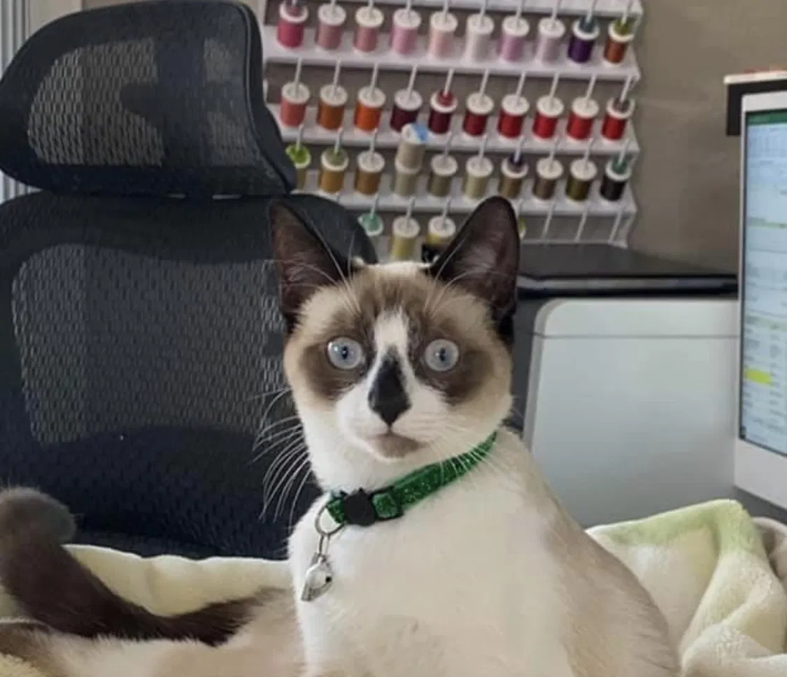 Lost cat in Lincoln, CA, 95648