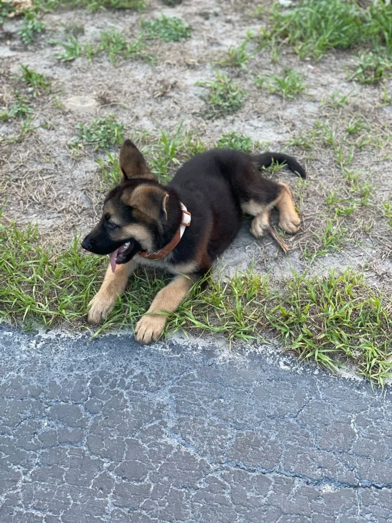 Lost dog in Tampa, FL, 33612