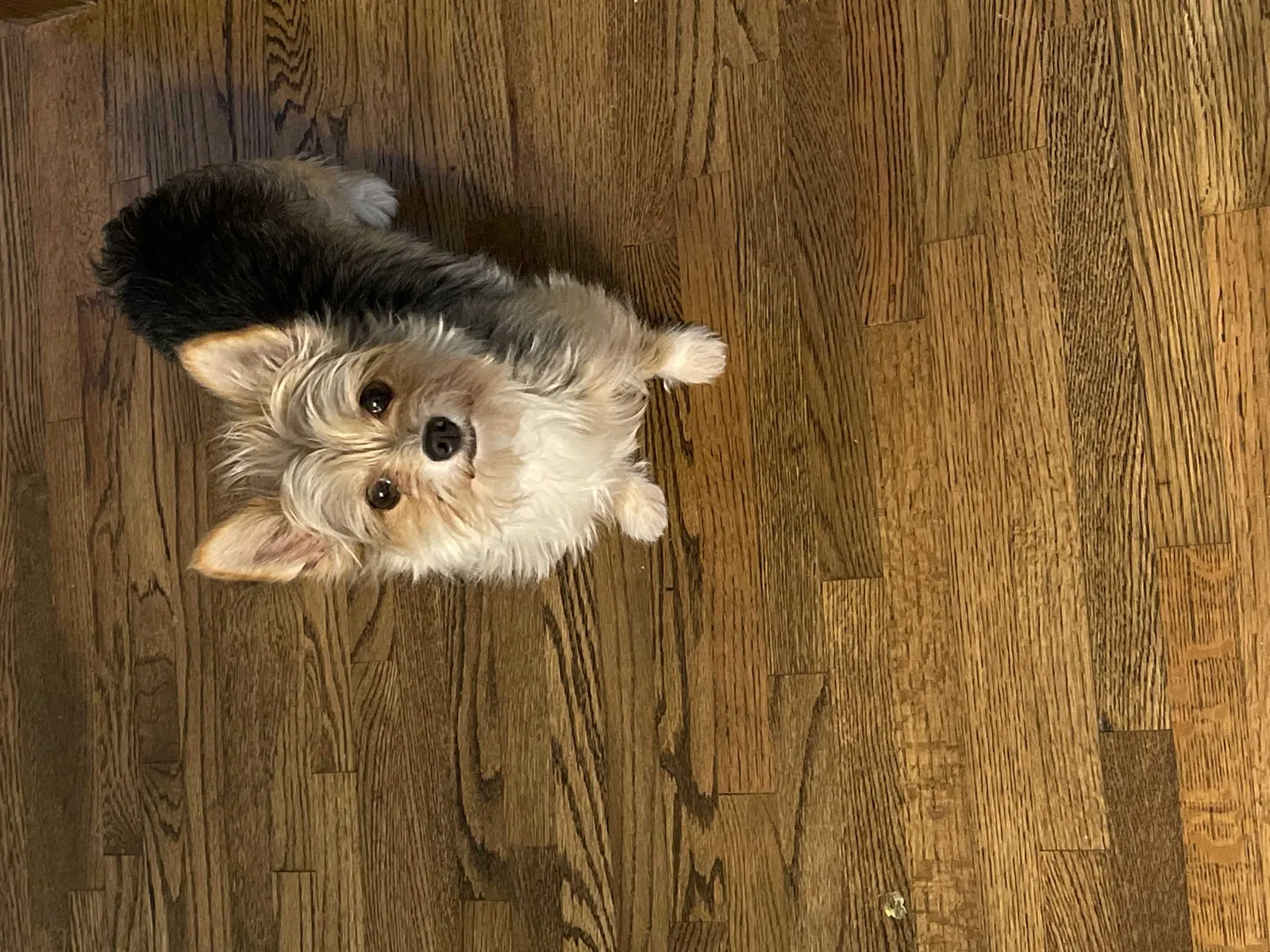 Lost dog in Little Rock, AR, 72205