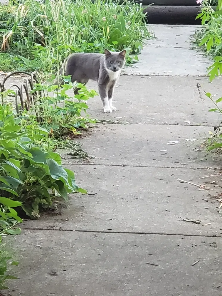 Found cat in Skokie, IL, 60077