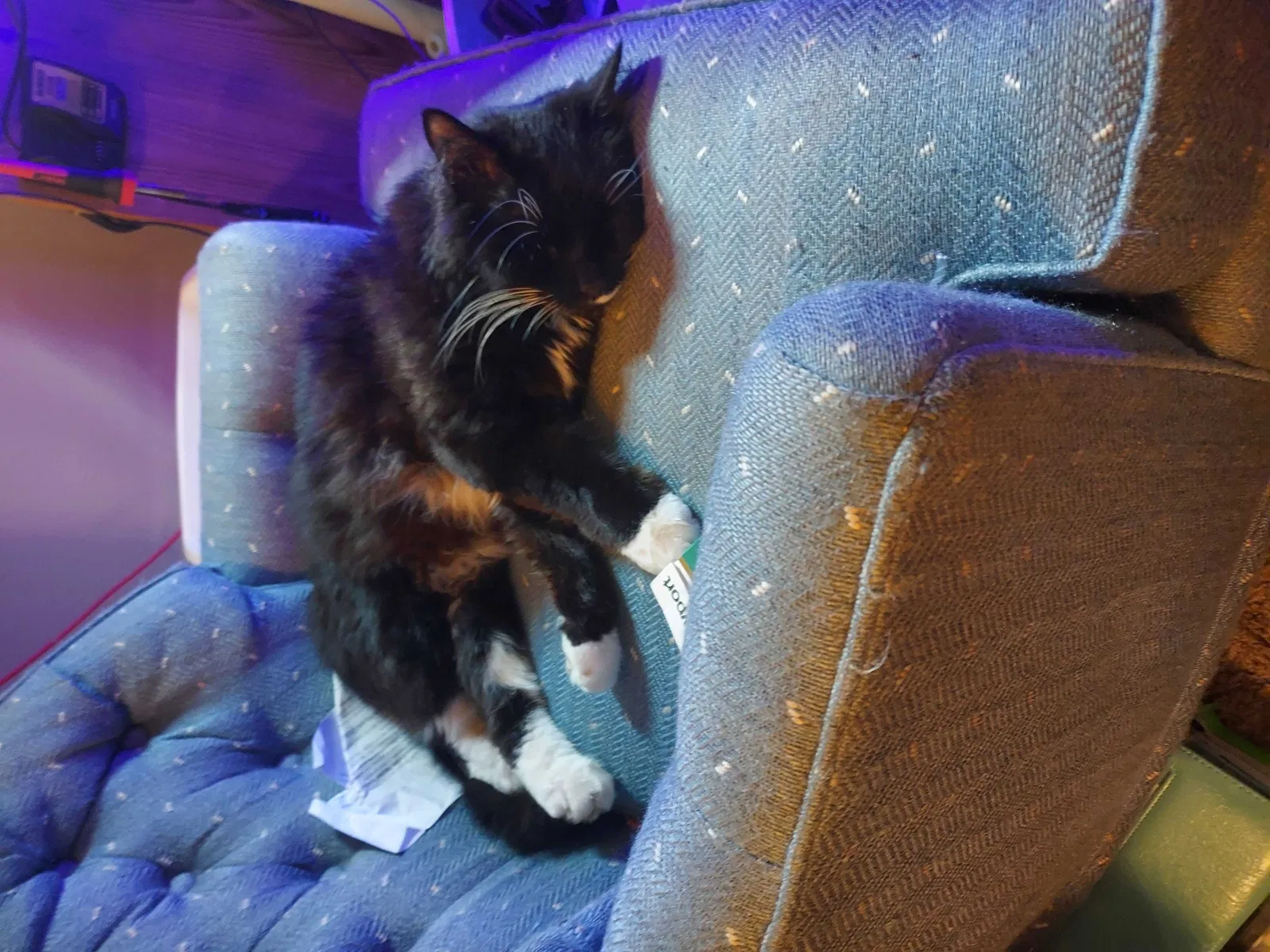 Lost cat in Minneapolis, MN, 55414