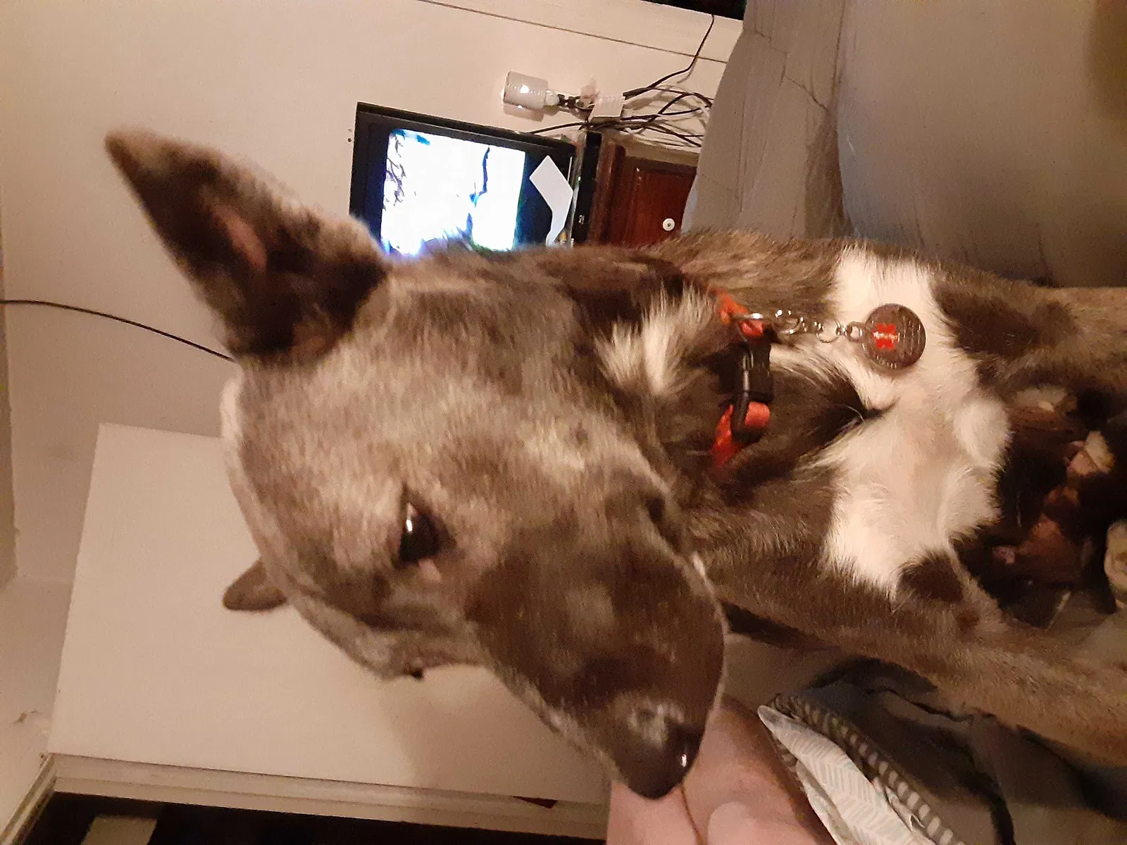 Lost dog in Oklahoma City, OK, 73129