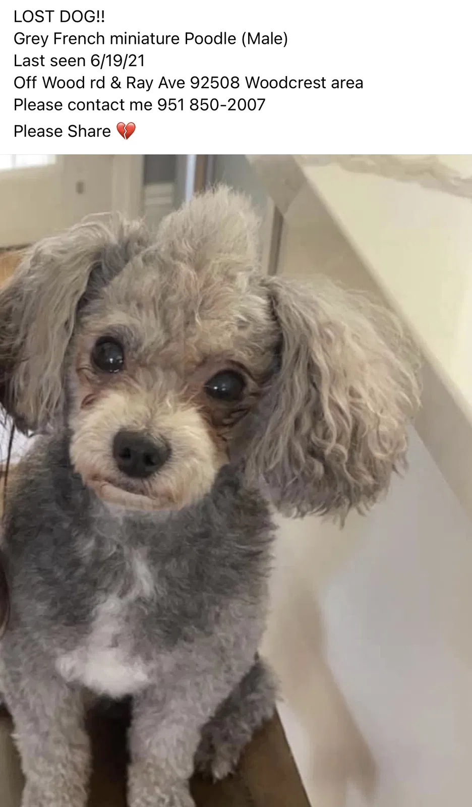 Lost dog in Riverside, CA, 92508