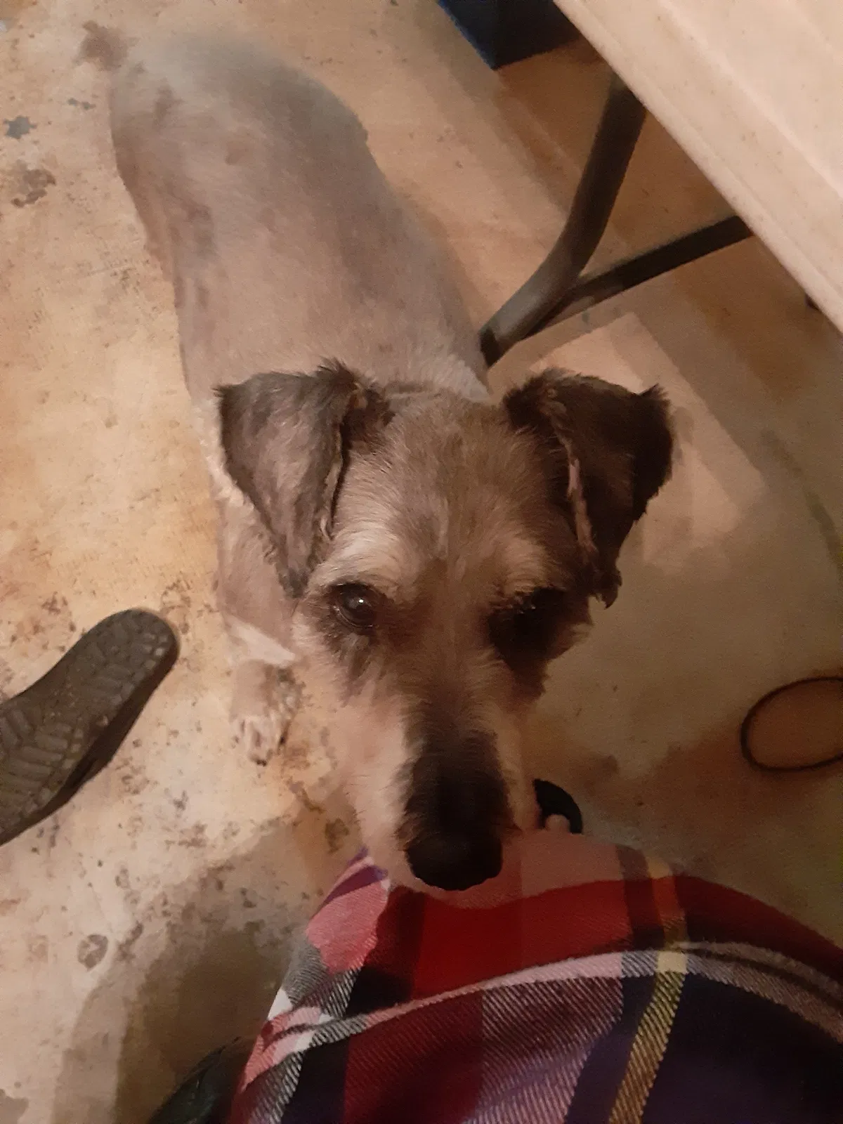 Lost dog in Killeen, TX, 76549