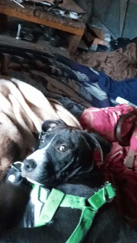 Lost dog in Oklahoma City, OK, 73139