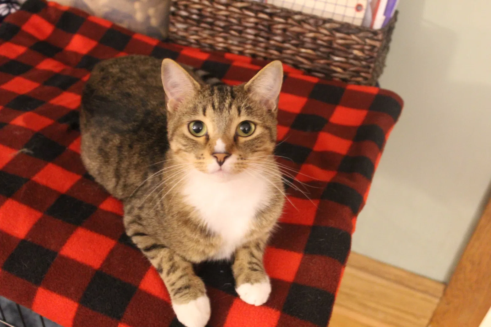 Lost cat in Erie, PA, 16502