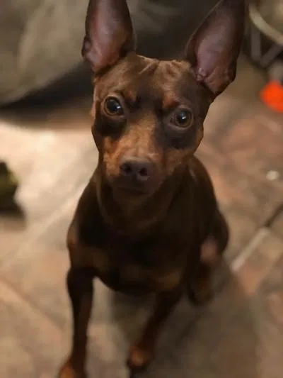 Lost dog in Texas City, TX, 77590