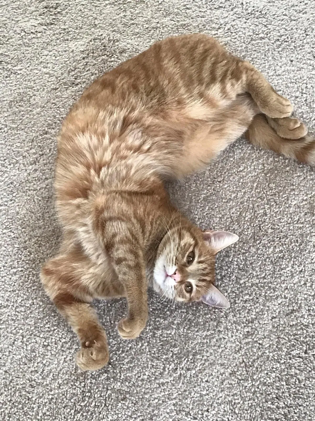 Lost cat in Buford, GA, 30518