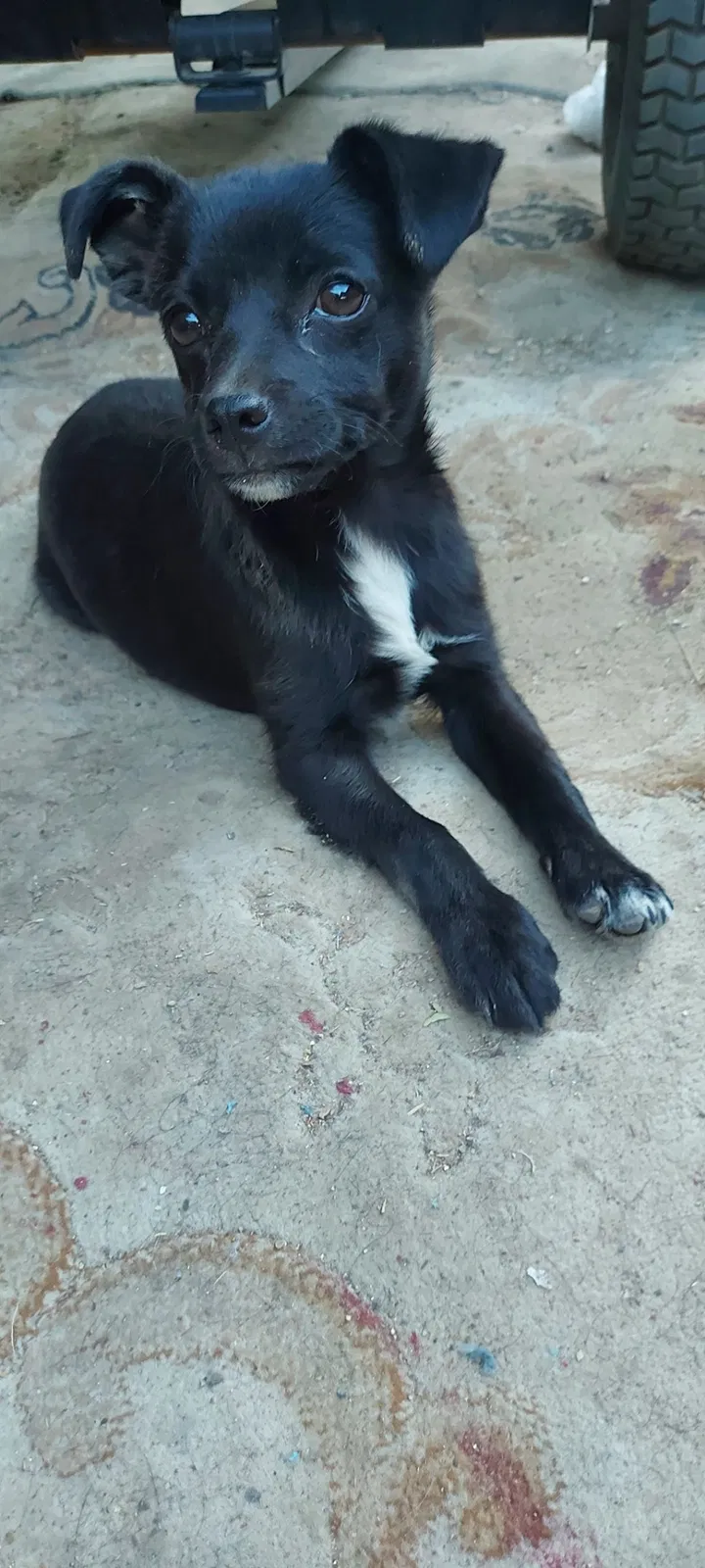 Lost dog in Las Vegas, NV, 89101