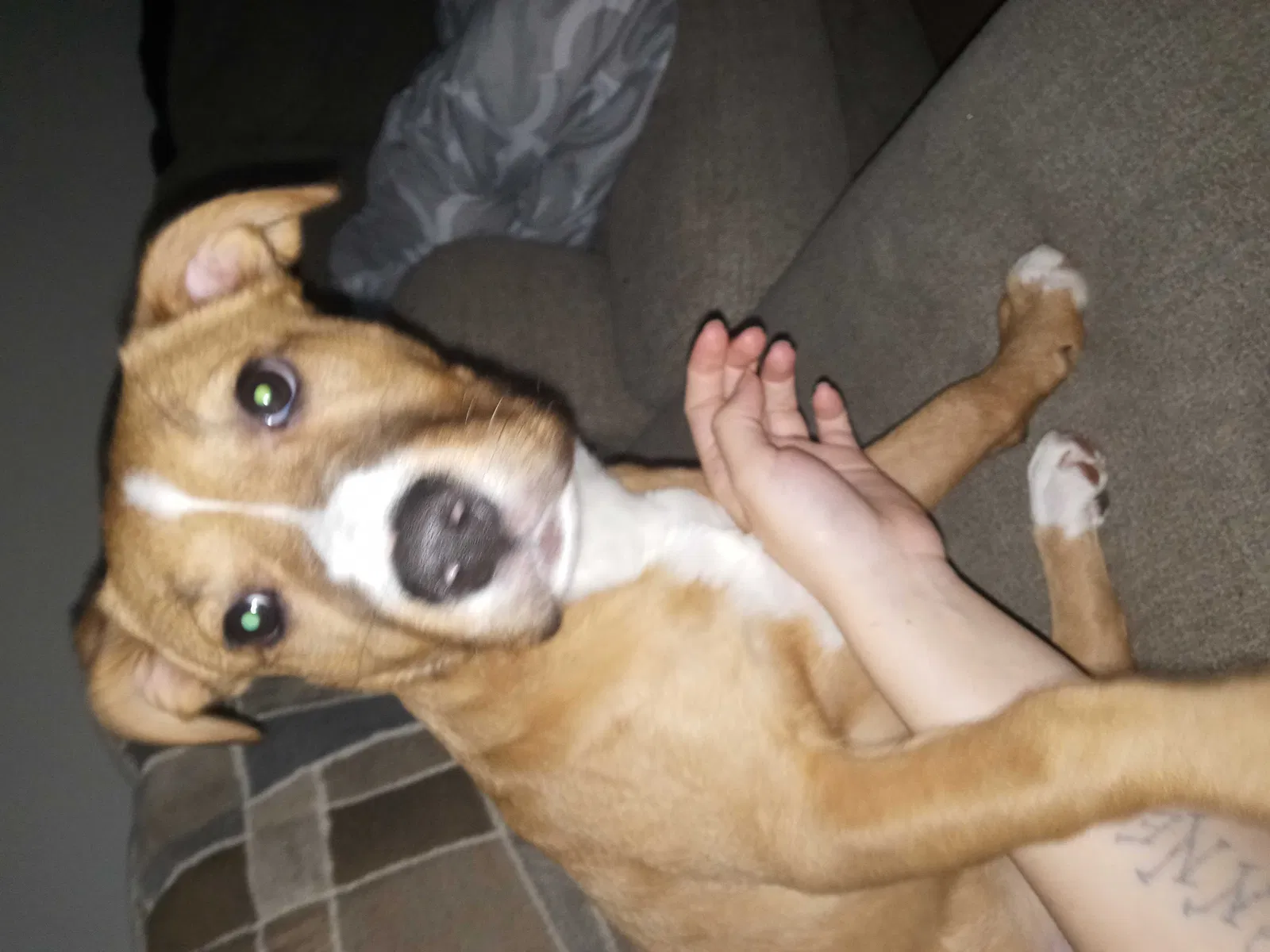 Lost dog in Middletown, NY, 10940