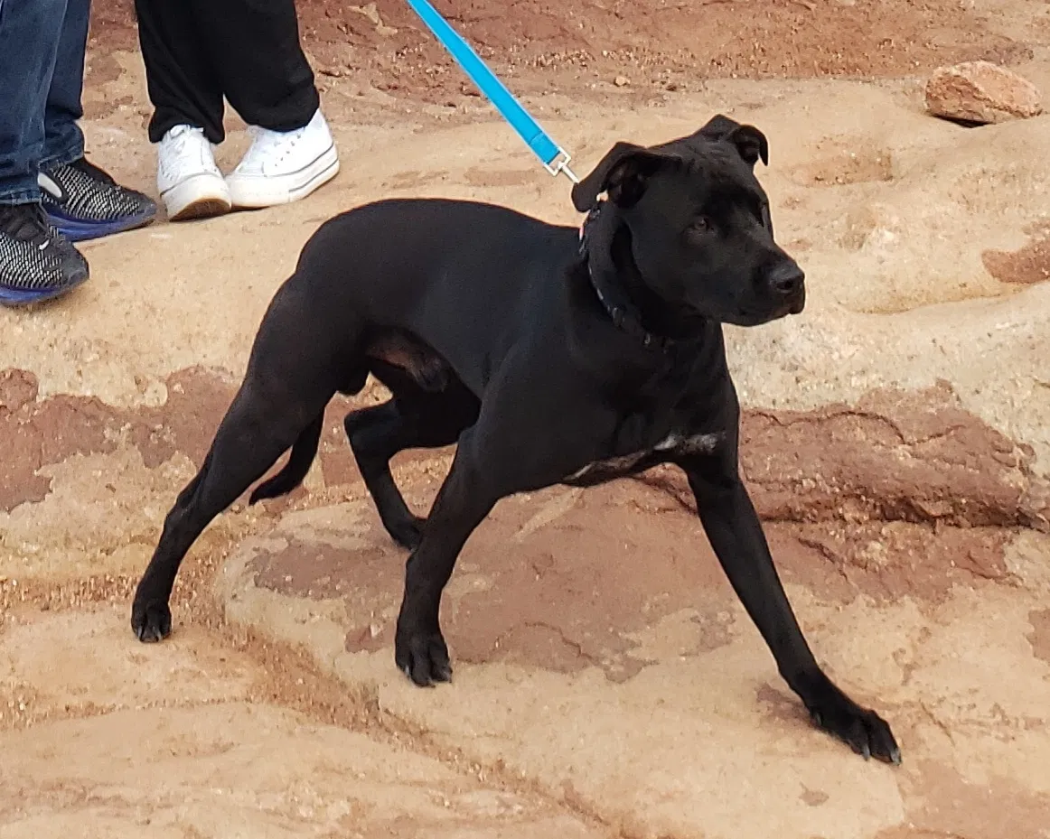 Lost dog in Redlands, CA, 92373